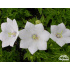 Campanula carpatica ‘White Clips’