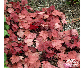 Heuchera ‘Autumn Leaves’