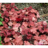 Heuchera ‘Autumn Leaves’