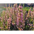 Lythrum salicaria ‘Blush’