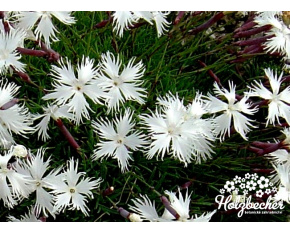 Dianthus plumarius