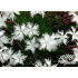 Dianthus plumarius