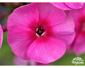 Phlox paniculata ‘Cosmopolitan’