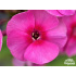 Phlox paniculata ‘Cosmopolitan’