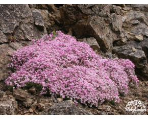 Asperula gussonii