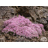 Asperula gussonii