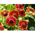 Helenium autumnale ‘Bandera’