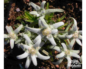 Leontopodium nivale hybr.