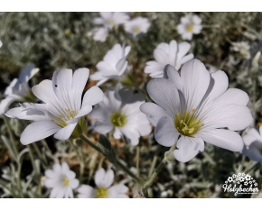 Cerastium tomentosum