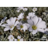 Cerastium tomentosum