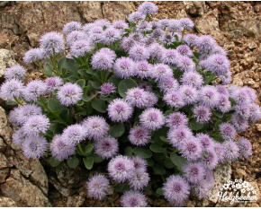 Globularia incanescens