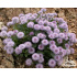 Globularia incanescens