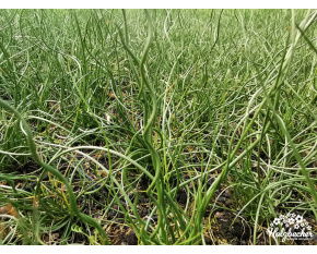 Juncus effusus ‘Spiralis’