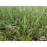 Juncus effusus ‘Spiralis’