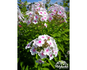 Phlox paniculata ‘Europa’