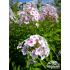 Phlox paniculata ‘Europa’