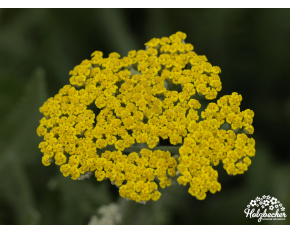 Achillea filipendulina ‘Cloth of Gold’