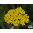 Achillea filipendulina ‘Cloth of Gold’