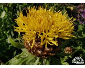 Centaurea macrocephala