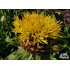 Centaurea macrocephala