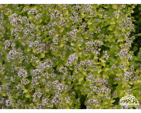Origanum vulgare ‘Aureum’
