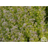 Origanum vulgare ‘Aureum’