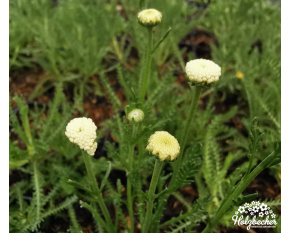 Santolina chamaecyparissus ‘Edward Bowles’