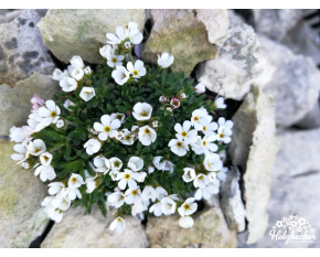 Androsace ‘Sedlec’
