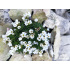 Androsace ‘Sedlec’
