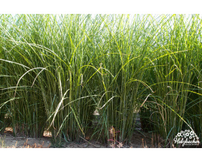 Miscanthus sinensis ‘Gracillimus’ P14x14