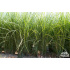 Miscanthus sinensis ‘Gracillimus’ P14x14
