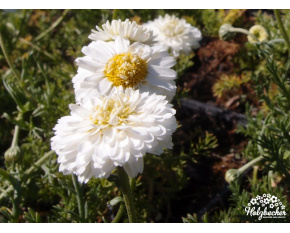 Anthemis nobilis ‘Flore Plena’