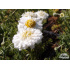 Anthemis nobilis ‘Flore Plena’