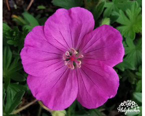Geranium sanguineum ‘Ankums Pride’