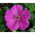 Geranium sanguineum ‘Ankums Pride’