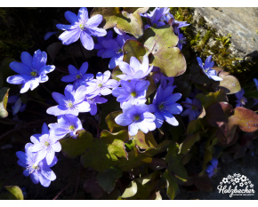 Hepatica nobilis
