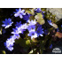 Hepatica nobilis