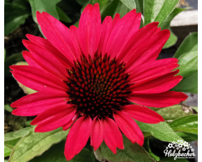 Echinacea ‘SunSeekers Red’