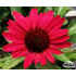 Echinacea ‘SunSeekers Red’