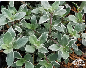 Thymus vulgaris ‘Silver Posie’