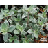 Thymus vulgaris ‘Silver Posie’
