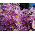 Aster ‘Pink Star’