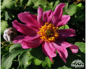 Anemone hupehensis ‘Pretty Lady Emily’ Anemone hupehensis ‘Pretty Lady Emily’