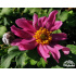Anemone hupehensis ‘Pretty Lady Emily’