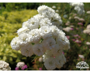 Achillea ptarmica ‘Perry's White’