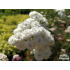 Achillea ptarmica ‘Perry's White’