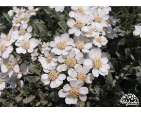 Achillea umbellata