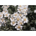 Achillea umbellata