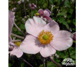 Anemone hupehensis
