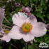 Anemone hupehensis